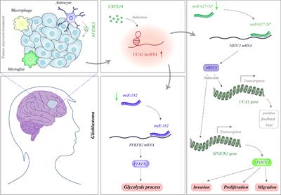 Emerging Role of Long Non-Coding RNAs in the Pathobiology of Glioblastoma